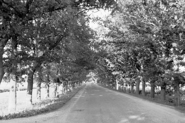 Hiiumaa. Suuremõisa mõisa allee.