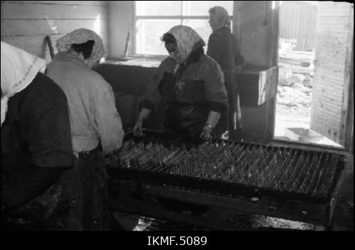 Prangli saare suitsutsehhis 1962. a, kalurinaised kala varrastamas