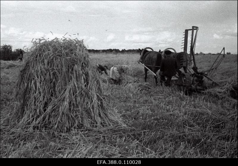 Rukkilõikus hobumasinaga ja hakkide tegemine Viljandi rajooni "1. Mai" kolhoosis.