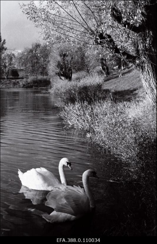 Vaade Valuoja tiigile.