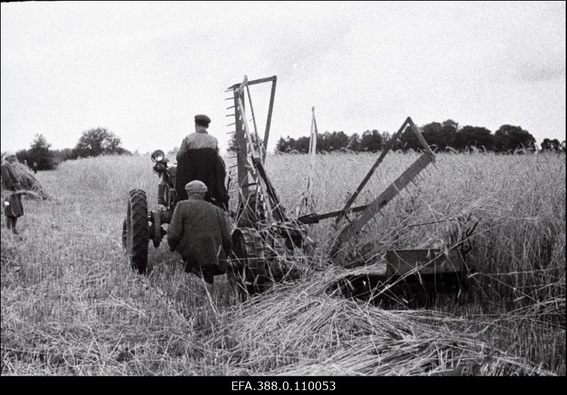 Rukkilõikus traktori järele haagitud niidumasinaga.