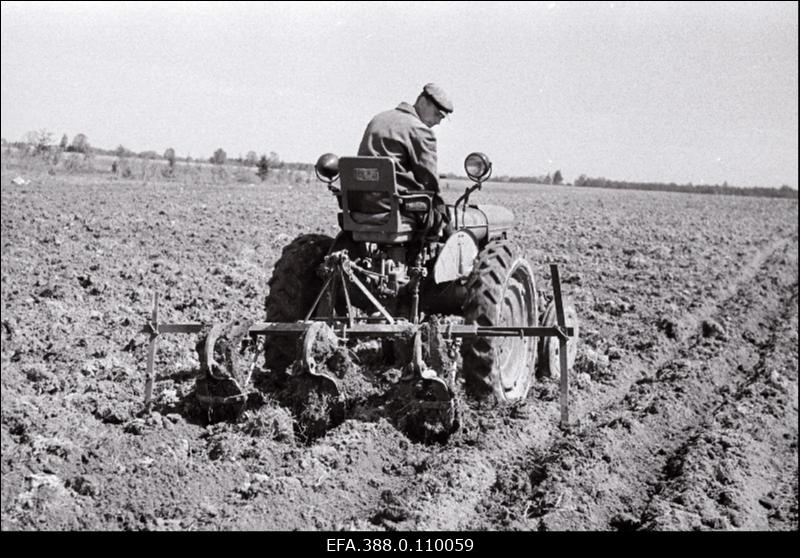 Kartulivagude ajamine traktoriga Viljandi rajooni "Sõpruse" kolhoosis.