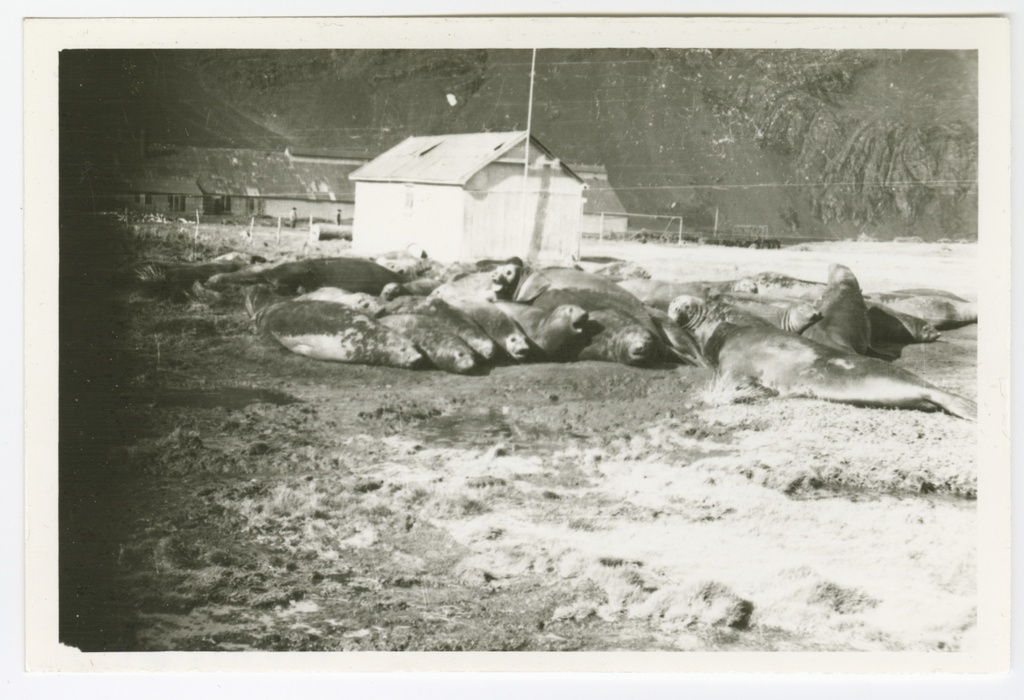 Hülged Norra vaalapüügibaasi juures Leith Harbouris Lõuna-Georgias