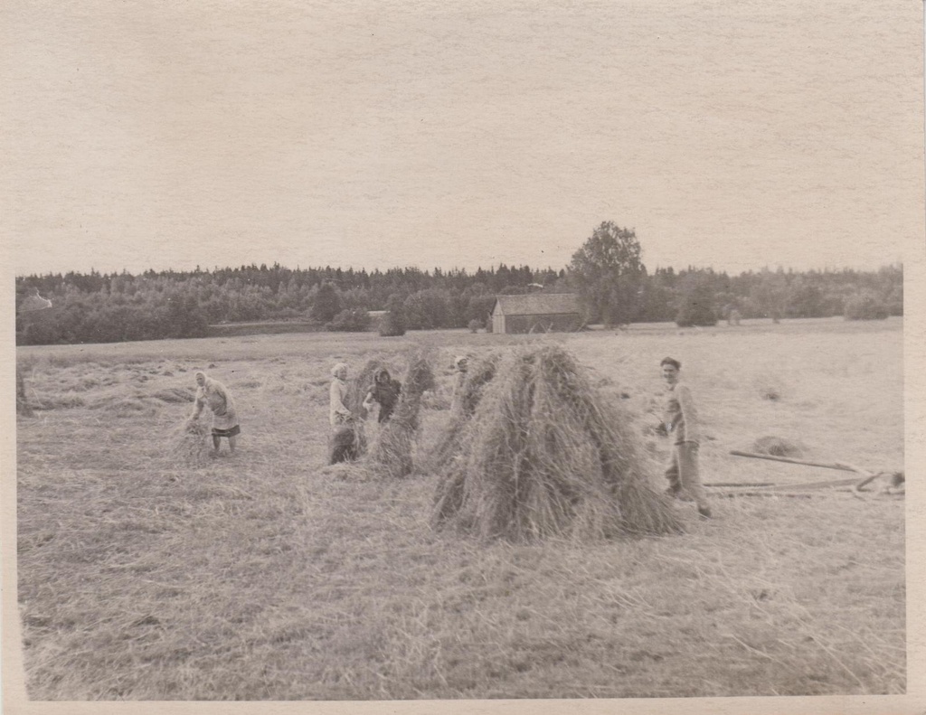 Kurgja rukkipõllul.