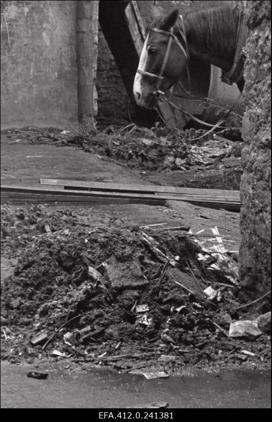 Hobune ja prahihunnik ajakirja "Kultuur ja Elu" toimetuse sisehoovis.