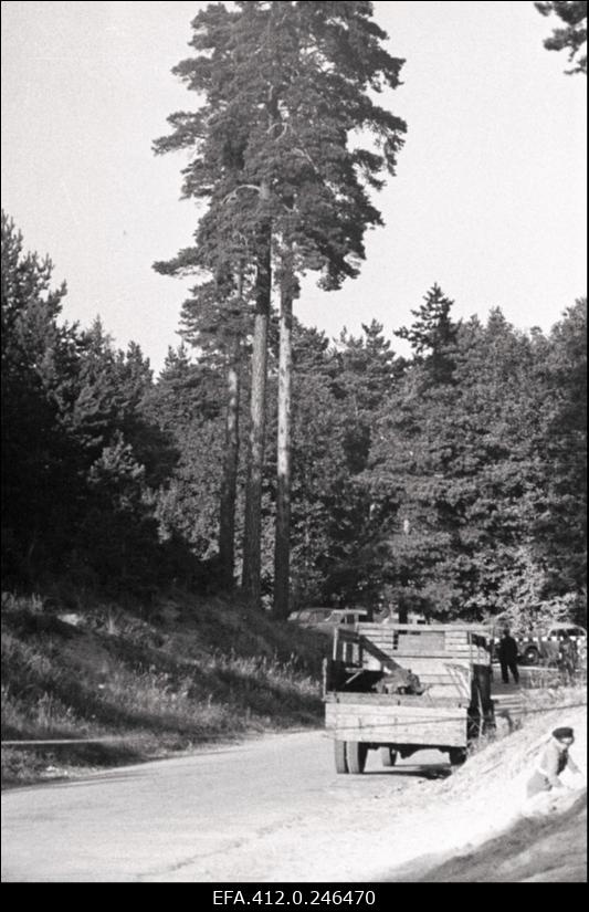 Pirita-Kose-Kloostrimetsa ringrada 1954. aasta NSV Liidu ringrajasõidu meistrivõistluste ajal.