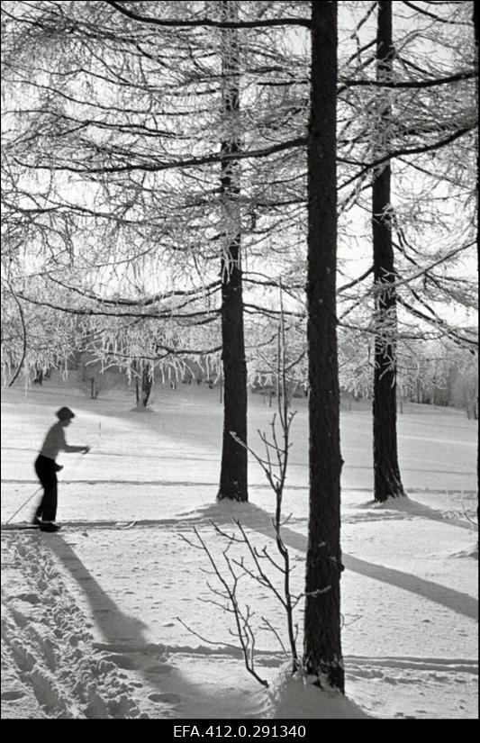 Talvine härmas Tallinn.