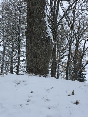 Lasila Park. rephoto