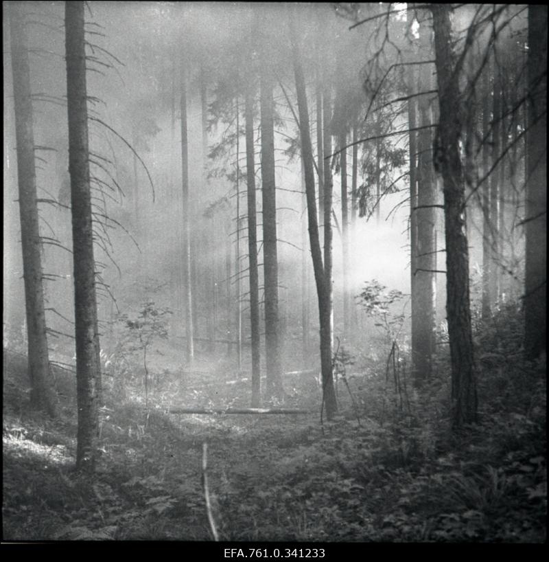 Stuudio "Tallinnfilm" muusikaline lastefilm "Nukitsamees" filmivõtted. Mets.