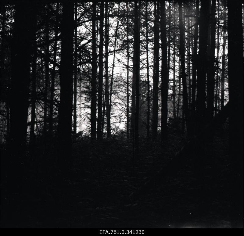 Stuudio "Tallinnfilm" muusikaline lastefilm "Nukitsamees". Stseen filmist.