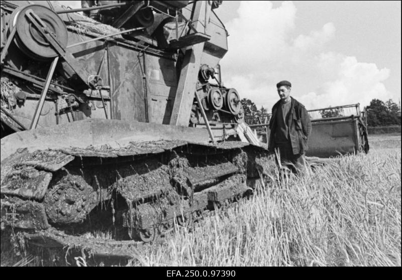 Karja näidissovhoosi kombainer A. Karilaid lintkombainil CKГ-4 vilja koristamas.