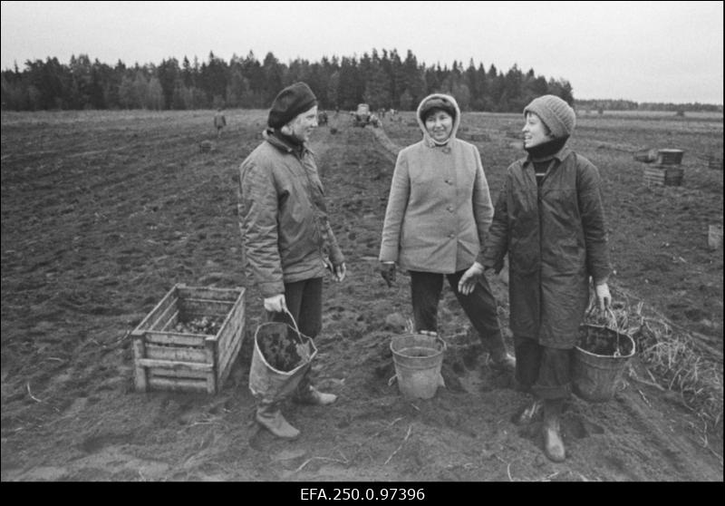 V. Klementi nimelise Õmblustootmiskoondise eksperimentaaltsehhi töötajad Tiiu Sinimets (vasakult), Asta Merisalu ning õppekombinaadi insener Liidja Sauemägi Kehra sovhoosi põllul kartulivõtu ajal.