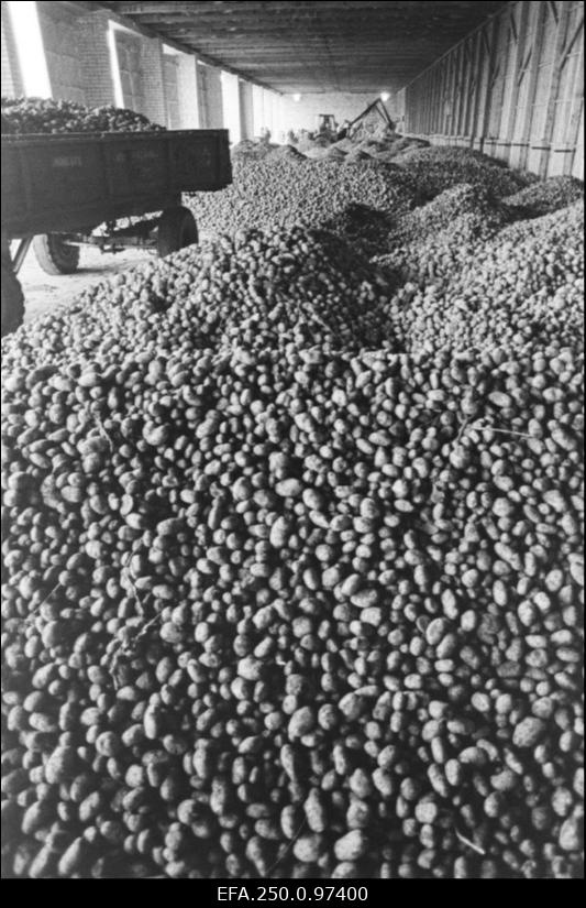 „Kevade“ kolhoosi kartulilao sisevaade.