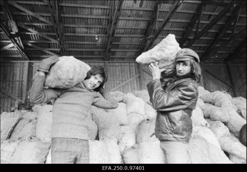Kaarepere metsamajanduse sovhoostehnikumi õpilased Aivo Arnold ja Avo Solom „Kevade“ kolhoosi kartulilaos kotte tõstmas.