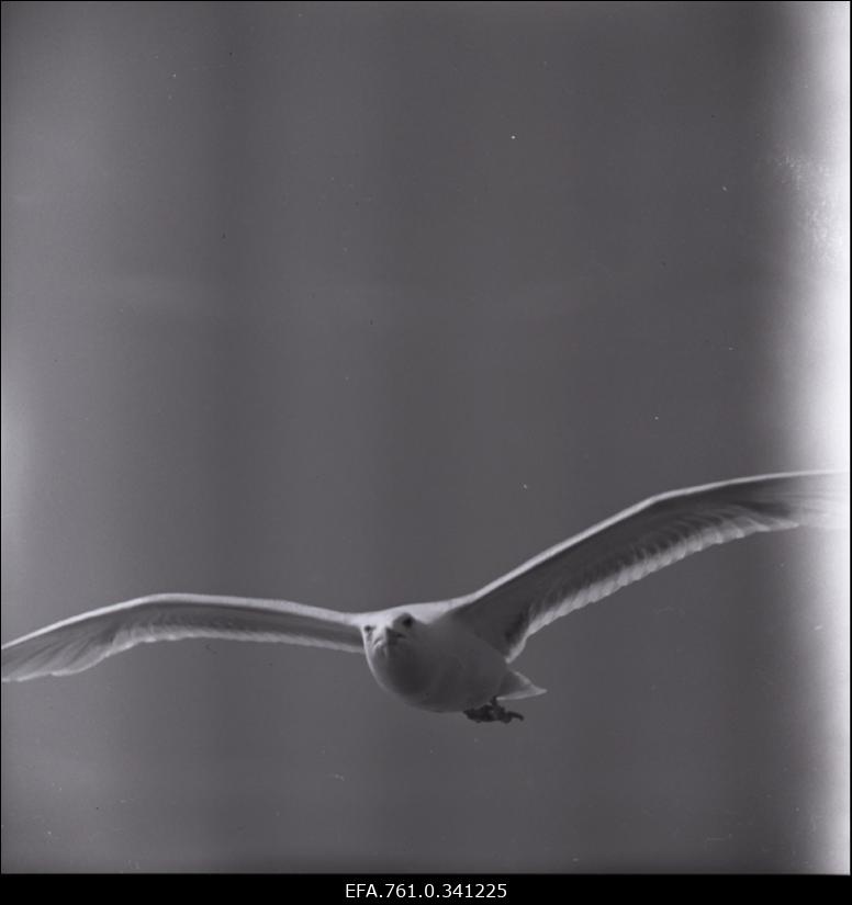 Stuudio "Tallinnfilm" muusikaline lastefilm "Nukitsamees" filmivõtted. Stseen filmist.