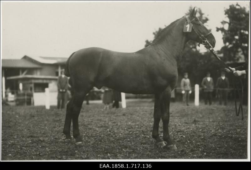 Hobune nr 1 Tartus näitusel