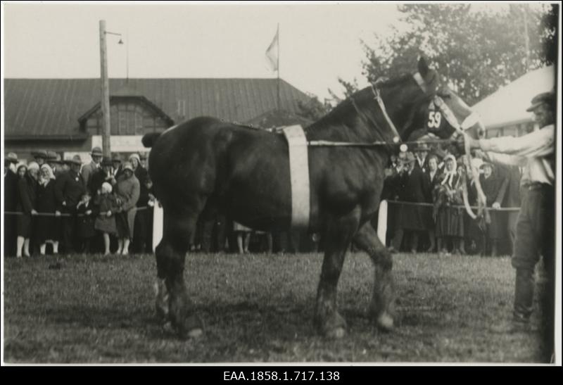 Hobune nr 59 Tartu näitusel