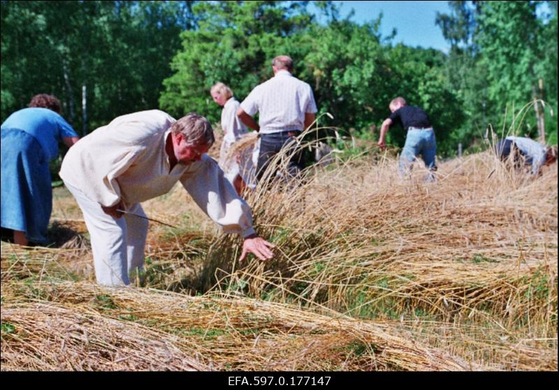 Näidisviljalõikus Soera talumuuseumis.