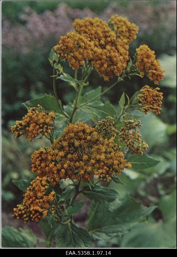 Ristirohi