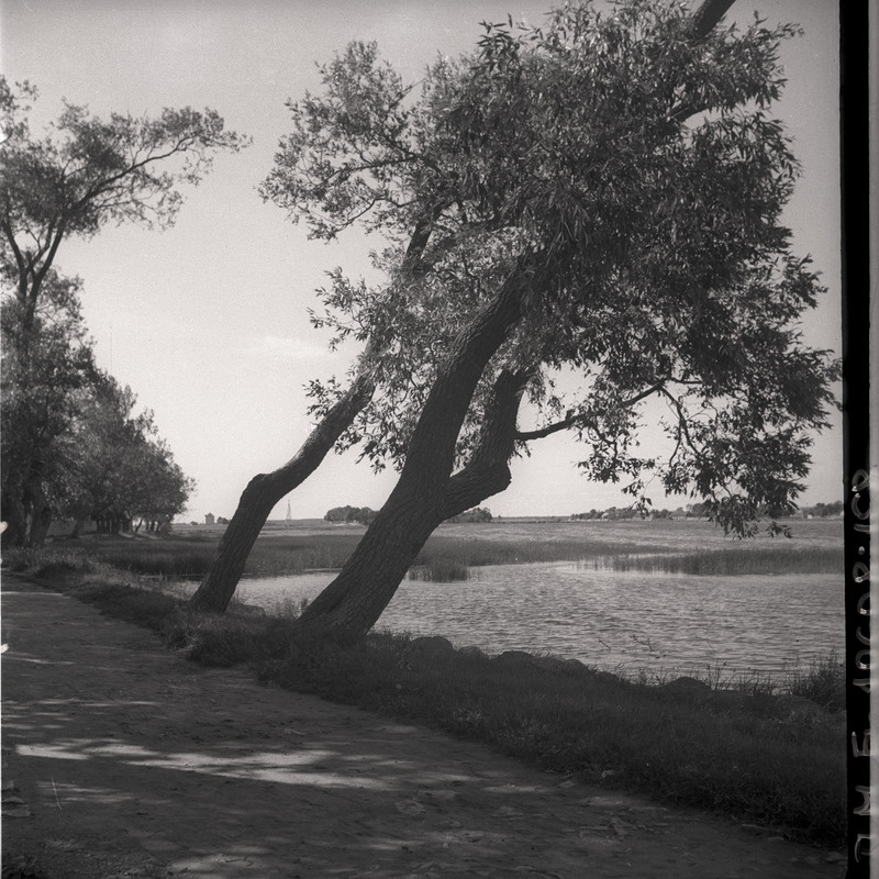 Haapsalu. Maastikuvaade: puud jõe kaldal