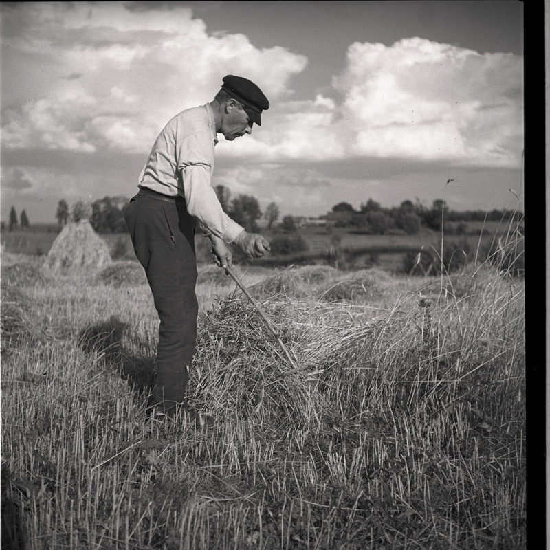 Viljalõikus - mees rukkipõllul