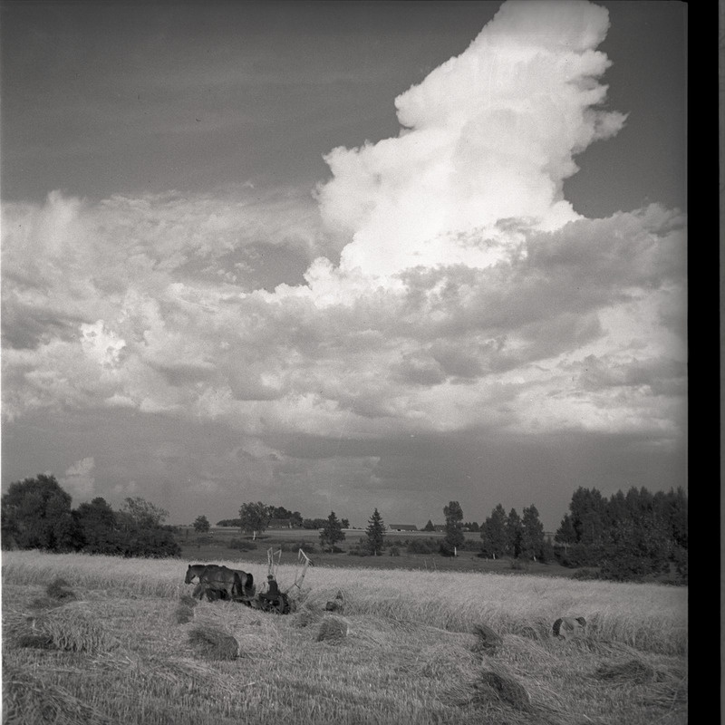 Maastik - hobuniiduk põllul viljalõikusel