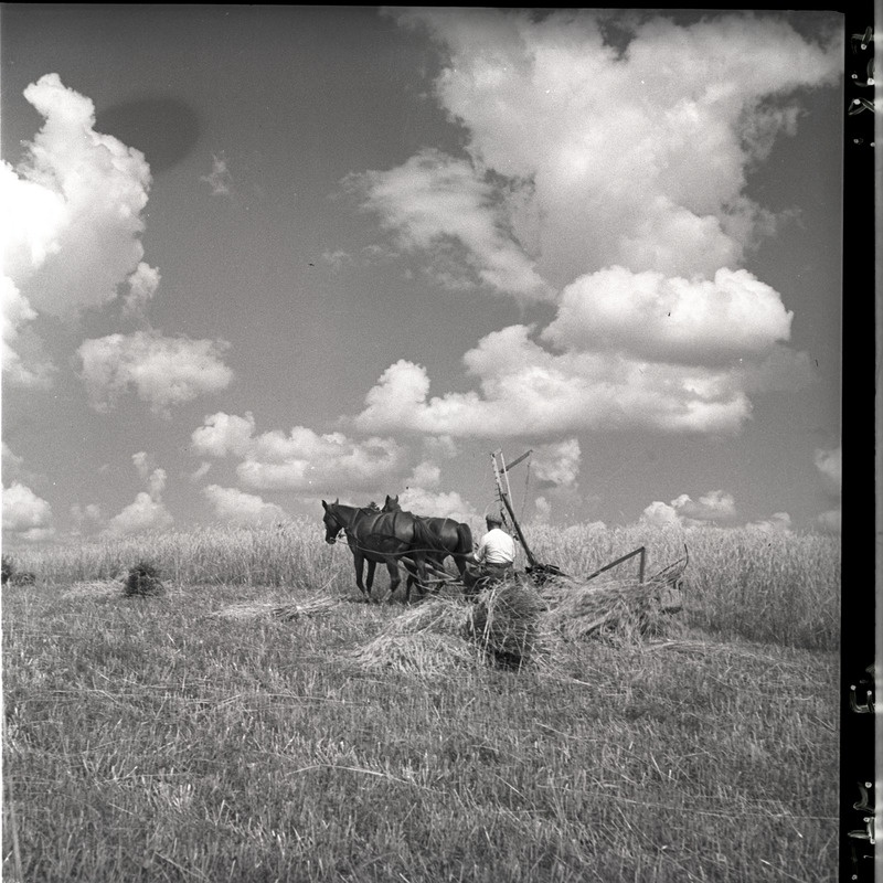 Viljalõikus - mees hobuniidukiga viljapõllul