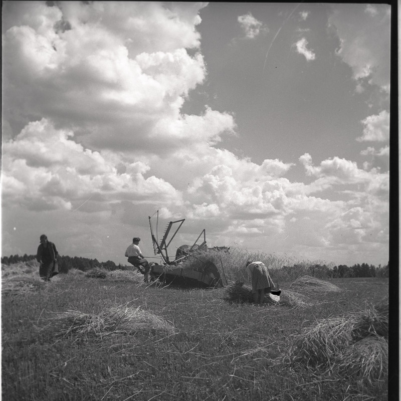 Viljalõikus - inimesed hobuniidukiga viljapõllul