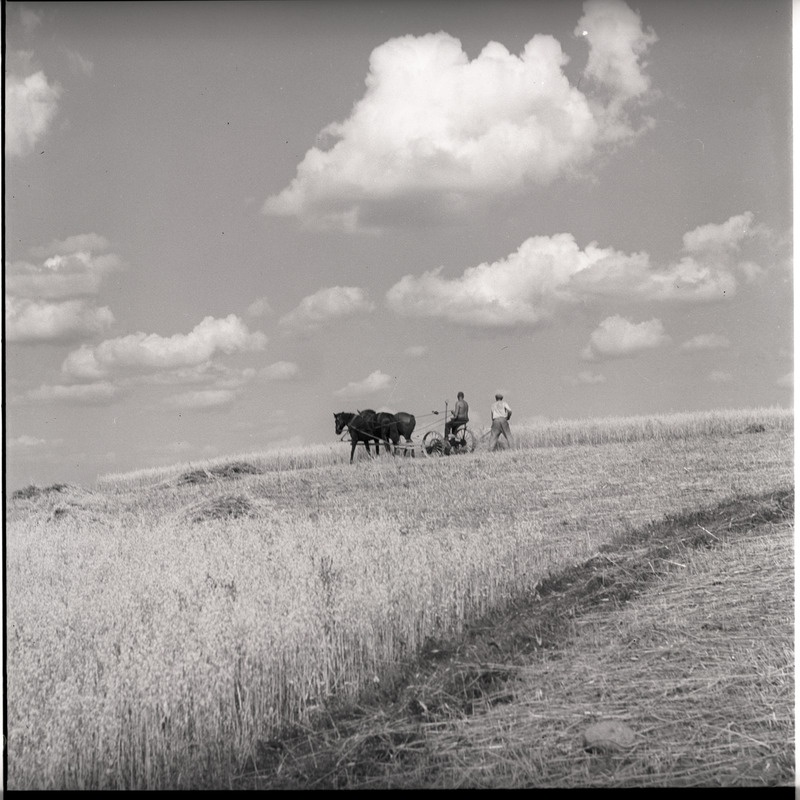 Viljalõikus - mehed hobuniidukiga viljapõllul