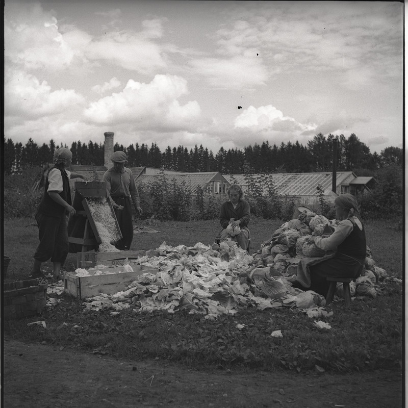 Hapukapsa valmistamine - inimesed kapsahunniku juures kapsaid puhastamas ja riivimas