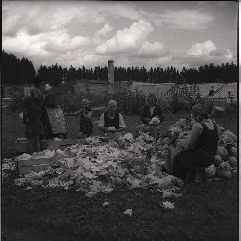 Hapukapsa valmistamine - inimesed kapsahunniku juures kapsaid puhastamas ja riivimas