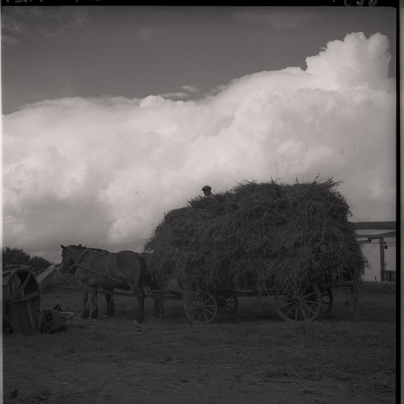 Viljakoristus - hobuveok viljakoormaga