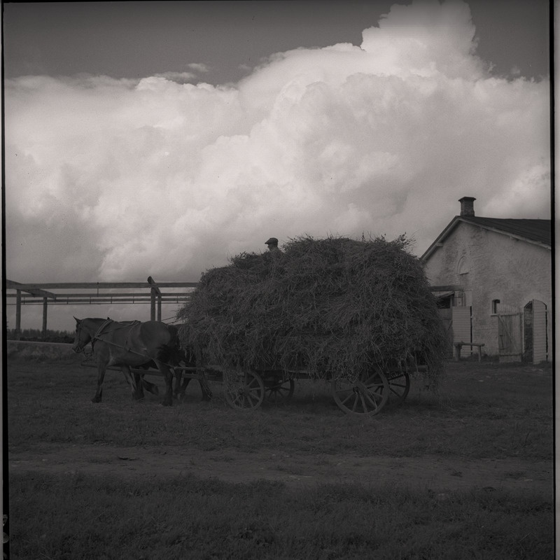 Viljakoristus - hobuveok viljakoormaga