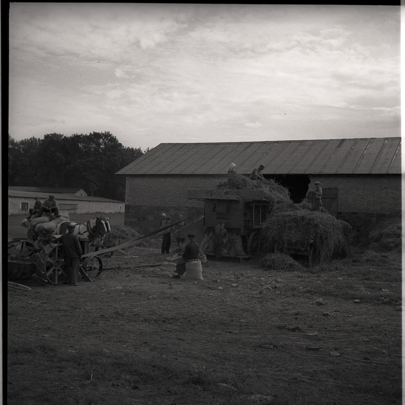 Viljakoristus - inimesed viljapeksumasinaga töötamas
