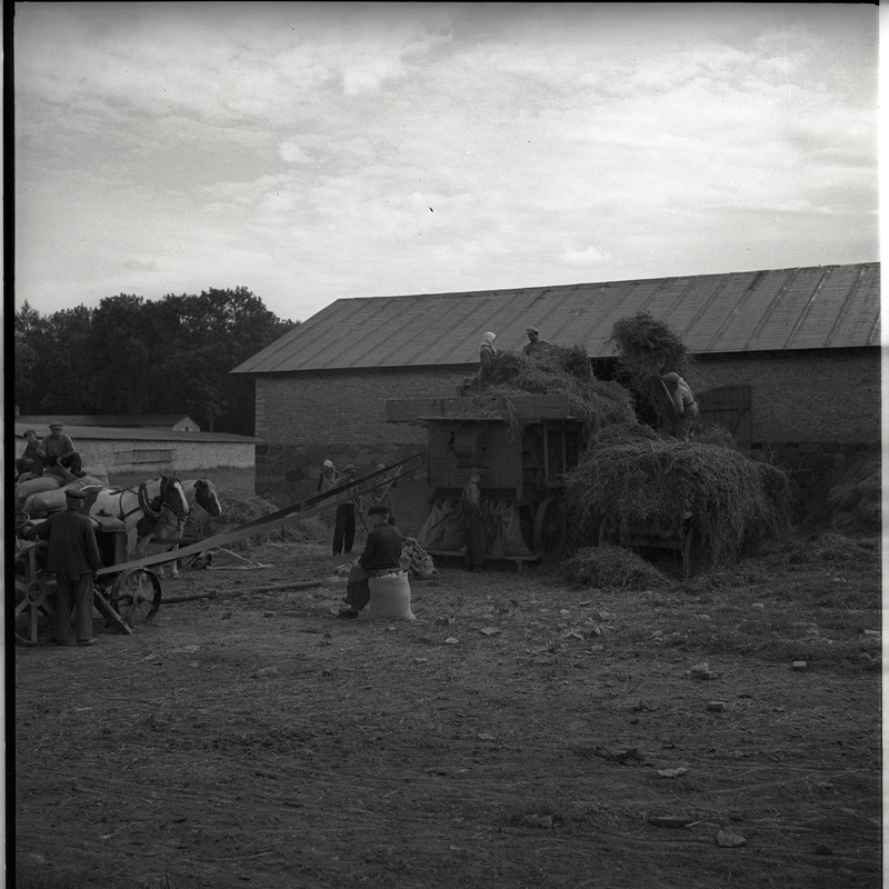 Viljakoristus - inimesed viljapeksumasinaga töötamas