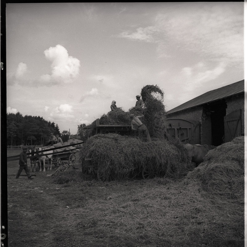 Viljakoristus - inimesed viljapeksumasinaga töötamas