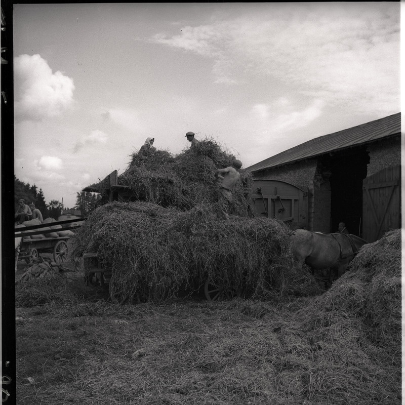 Viljakoristus - inimesed viljapeksumasinaga töötamas