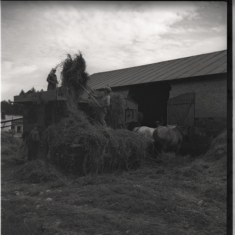 Viljakoristus - inimesed viljapeksumasinaga töötamas