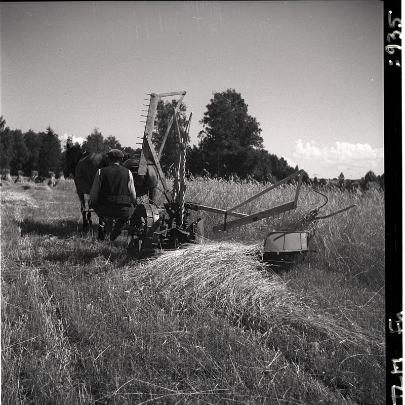 Viljakoristus - hobuniiduk viljapõllul