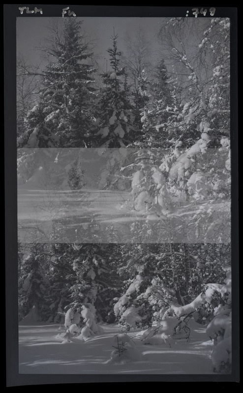 Talvine maastik - lumised puud