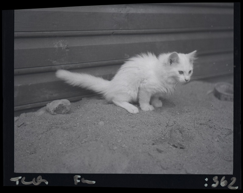 Kass Pusa