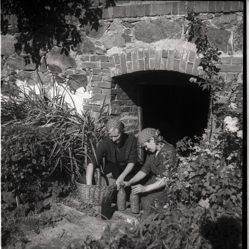 Kõlu talu, naised keldri ukse juures marju pudelisse panemas