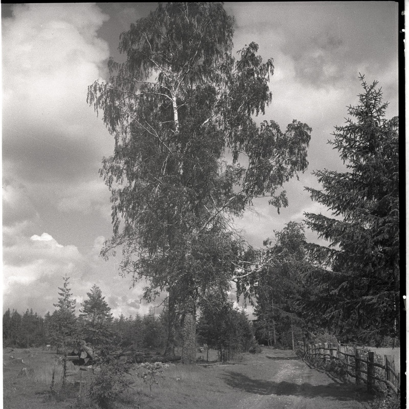 Maastik tee ja kõrge kasega