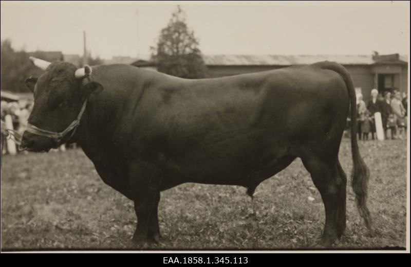 Pull Tartus näitusel