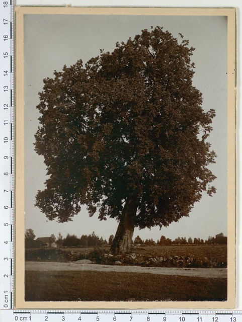 Hiie pärn Uduveres ~300 a vana