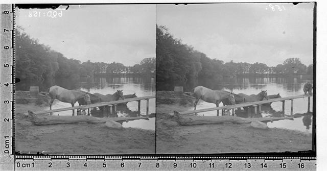 Emajõgi, hobused joomas 1889 - 1897