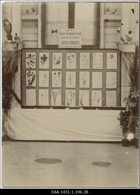 Kalandusnäitus Keiserliku Vene Kalakasvatuse ja Kalapüügi Seltsi 25. aastapäeva puhul, Tartu 1906, Tartu Loodusuurijate Seltsi Järvede Komisjoni eksponaadid (veetaimed)  duplicate photo