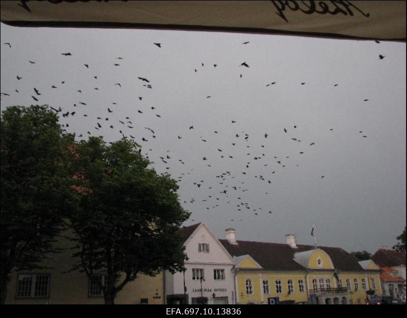 Kuressaare peaväljak. Hakiparv.