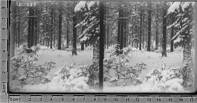 Haaslaava mets 1894 - 1905