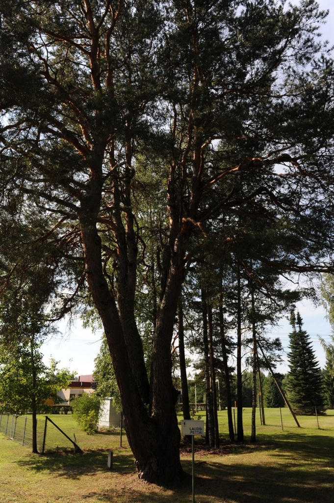 Värska. Laudsi pettäi